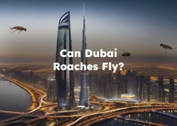 Do Dubai Roaches Fly?
