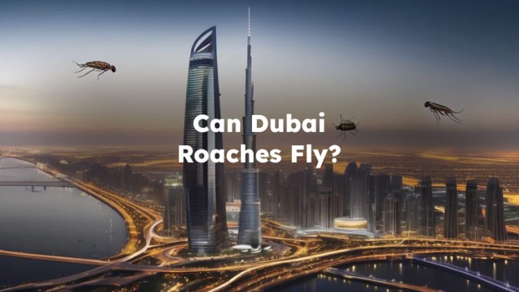 Do Dubai Roaches Fly?